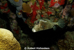 Trunkfish at Klien Bonaire by Robert Michaelson 